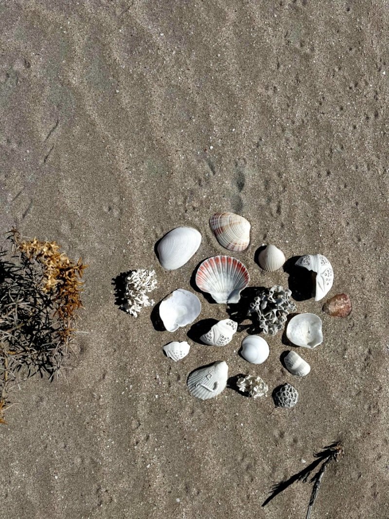 80 Mile Beach - shells!