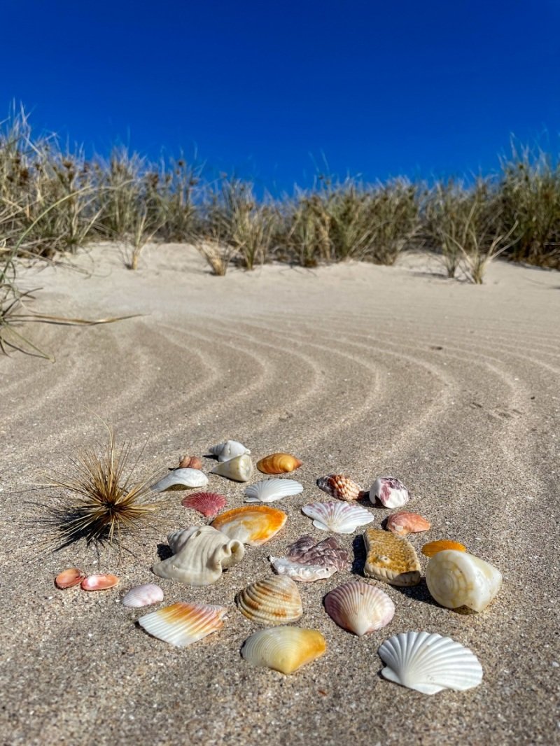 80 Mile Beach - shells!