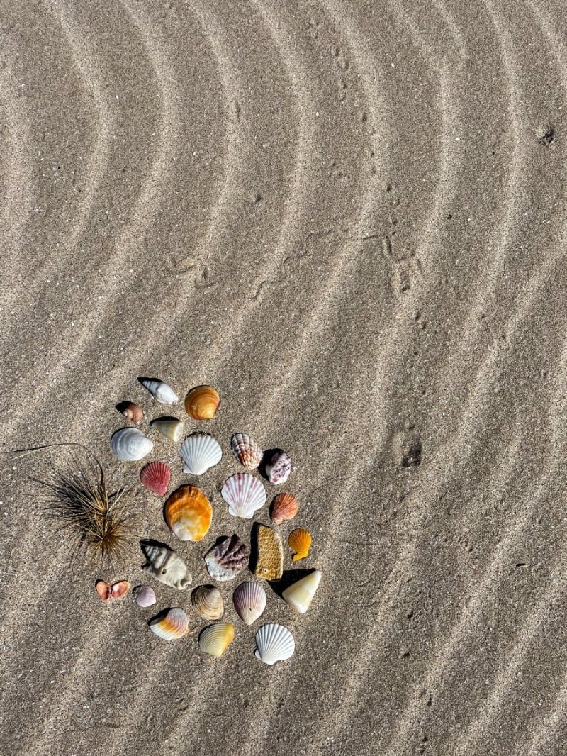 80 Mile Beach - shells!