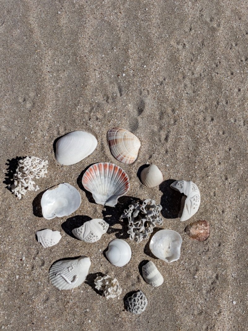 80 Mile Beach - shells!