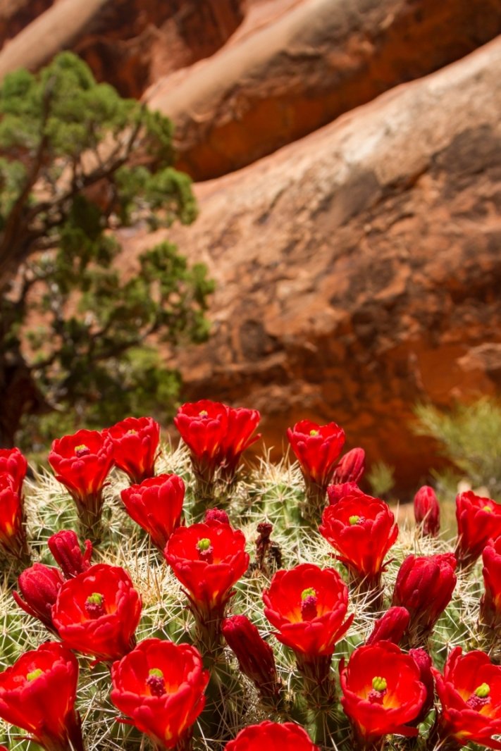 Arches National Park