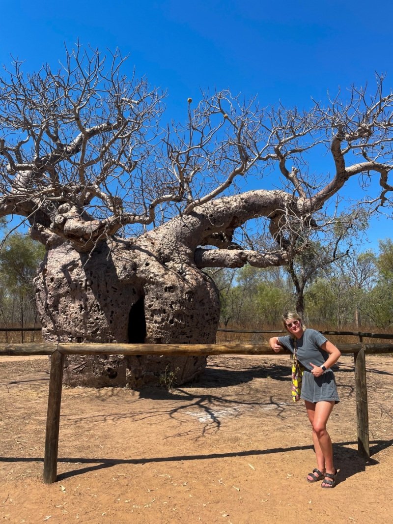 Giant boab tree