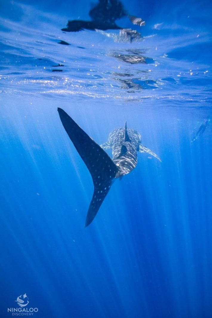 First whale shark tour, Cape Range