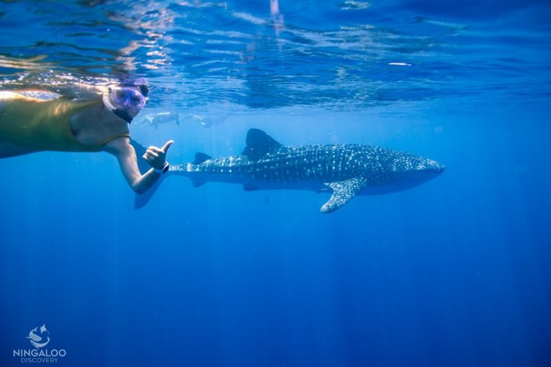First whale shark tour, Cape Range