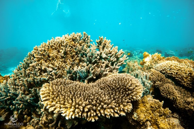 First whale shark tour, Cape Range