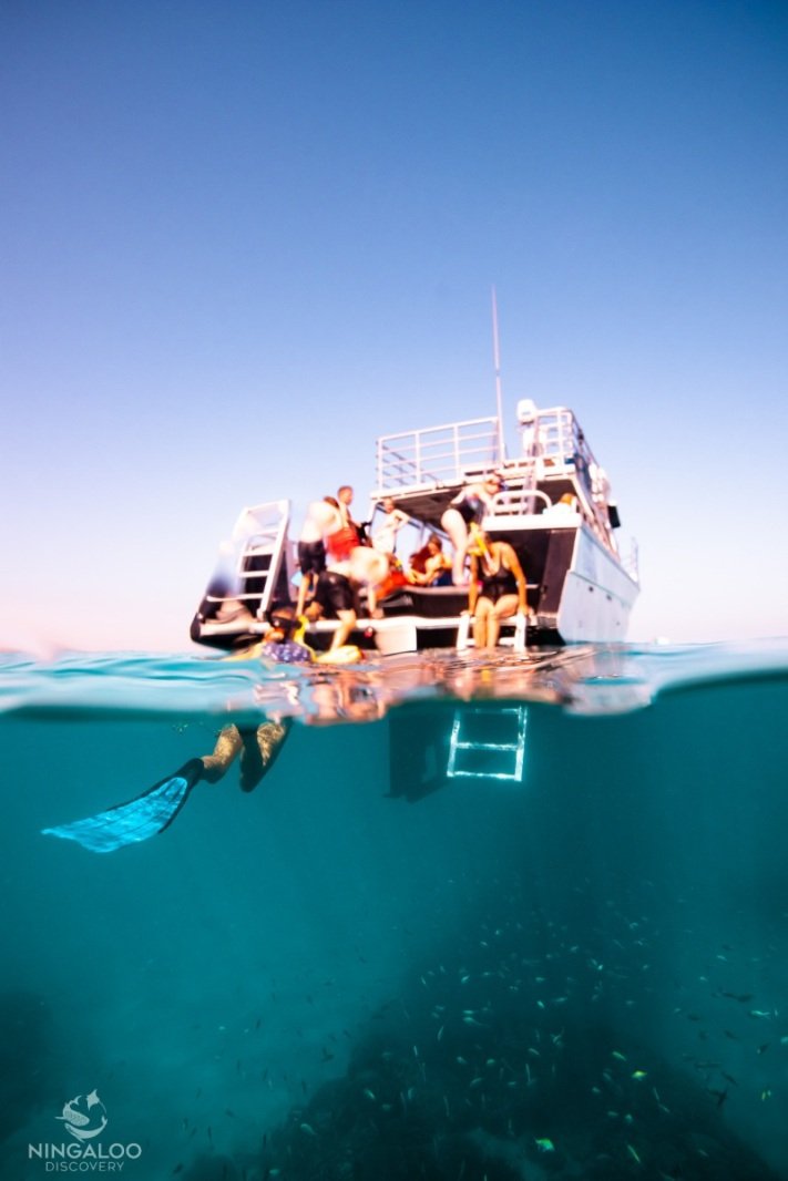 First whale shark tour