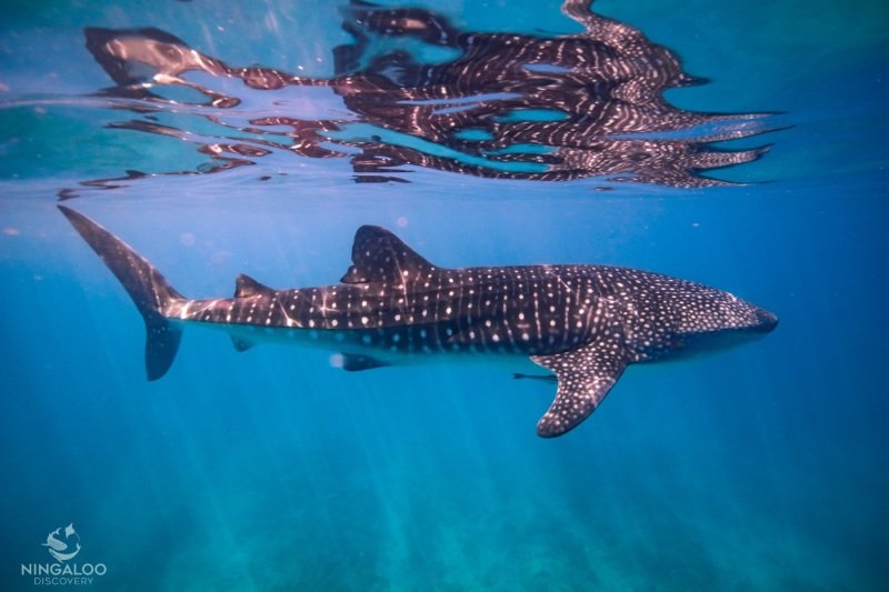 First whale shark tour, Cape Range