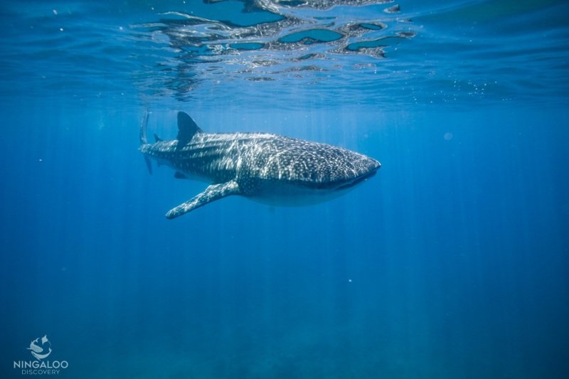 First whale shark tour, Cape Range