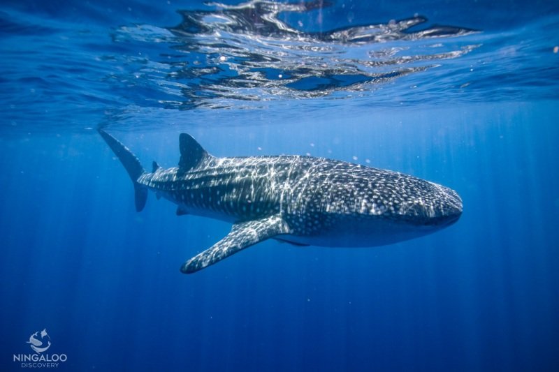 First whale shark tour, Cape Range