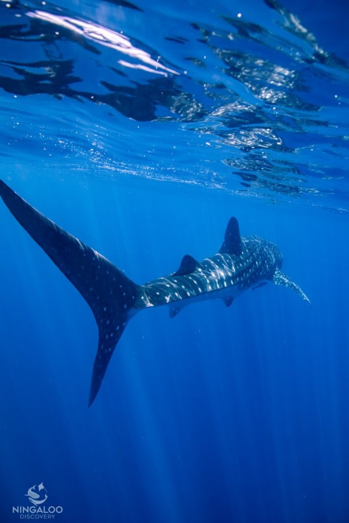 First whale shark tour, Cape Range