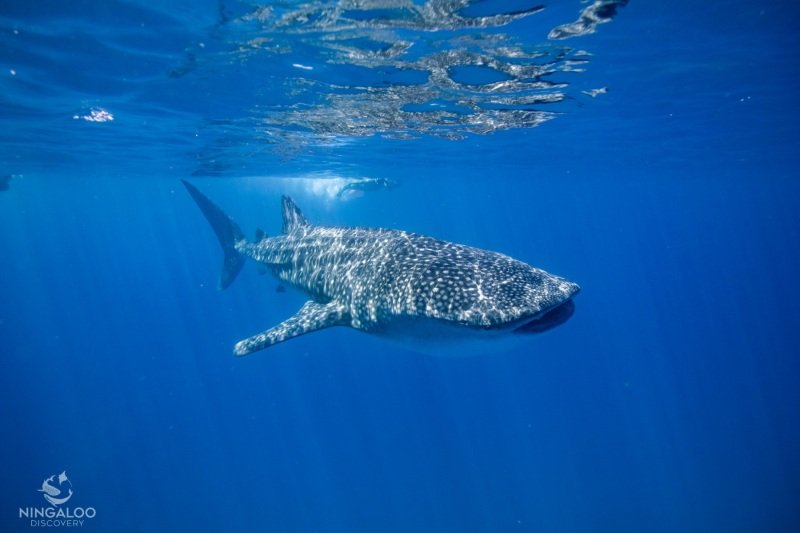First whale shark tour, Cape Range