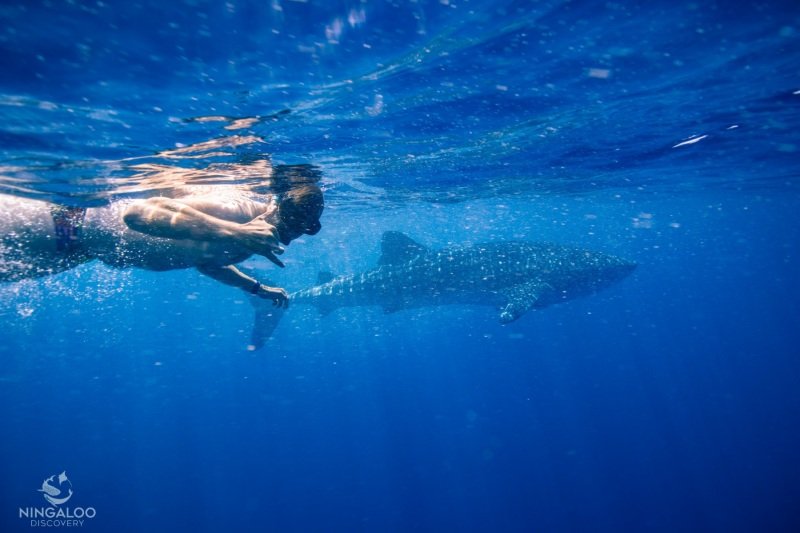 First whale shark tour, Cape Range