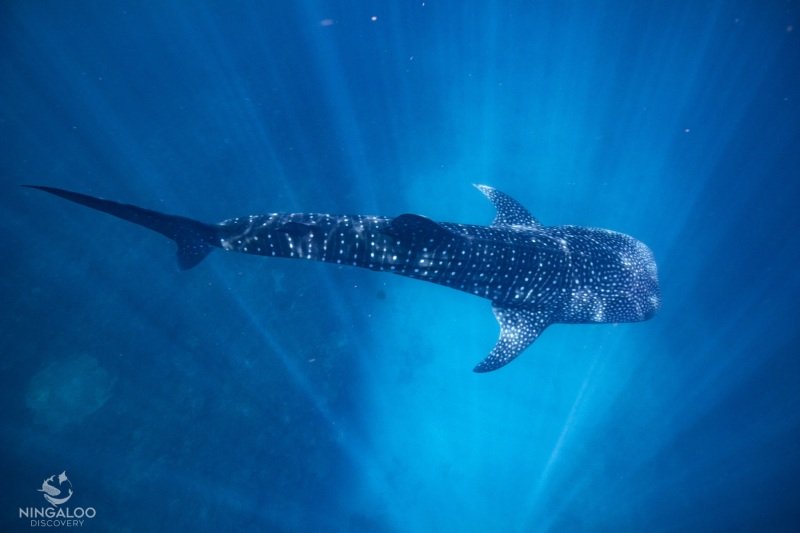 First whale shark tour, Cape Range