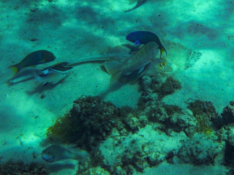 Turquoise Bay, Cape Range