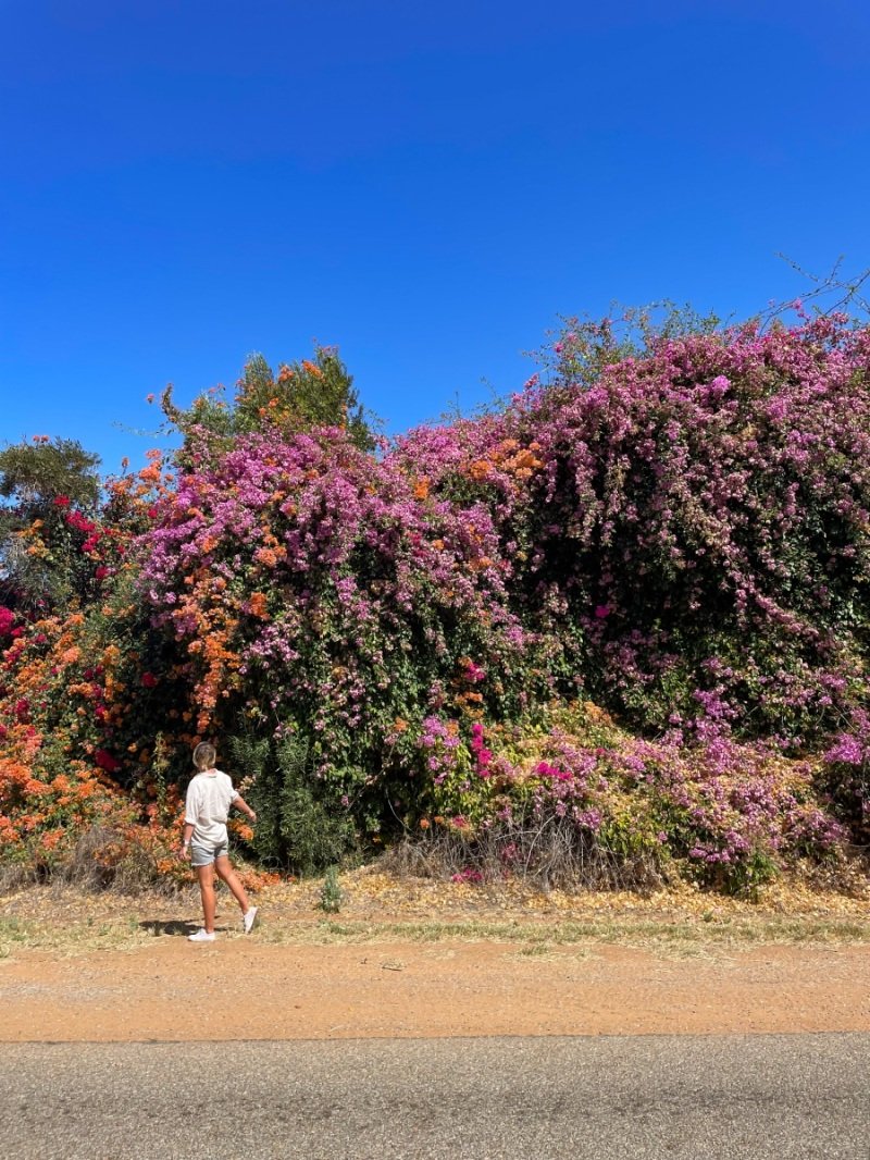 Anna's flower fantasy