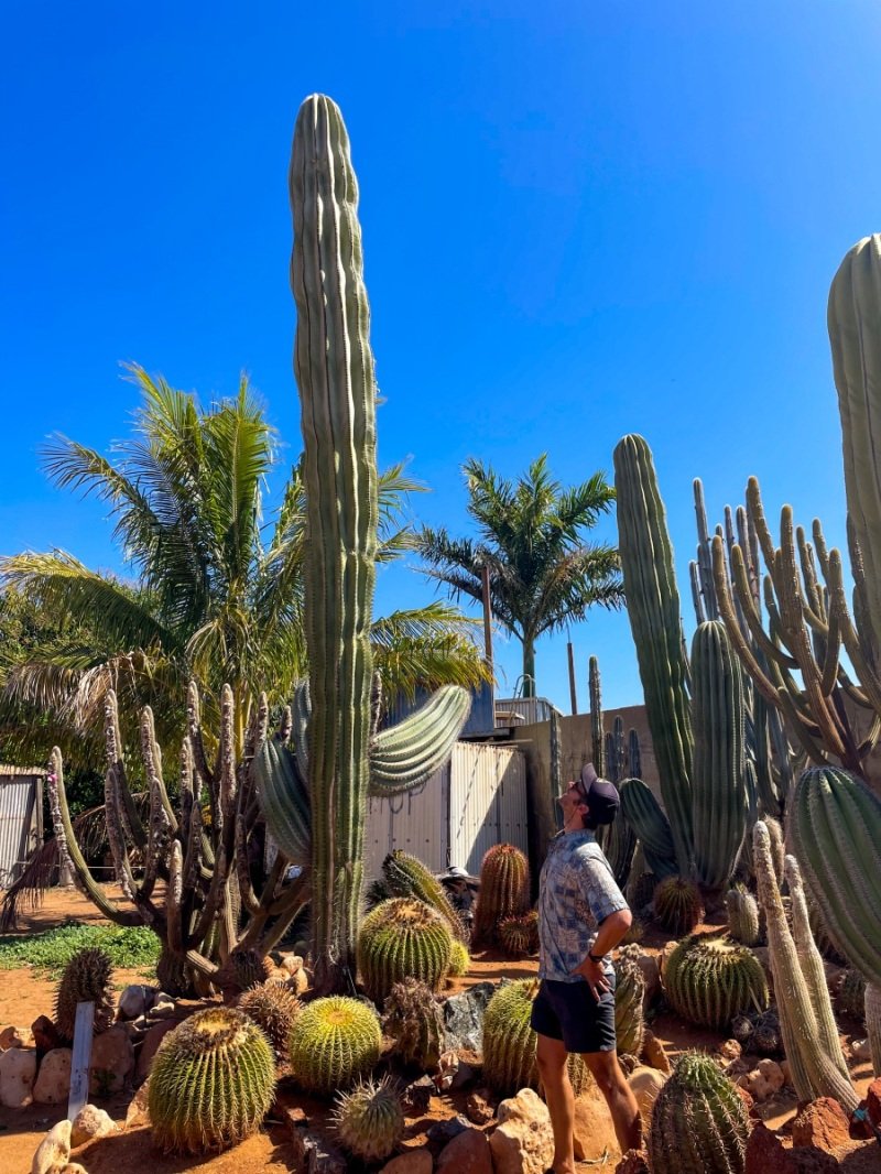 Cactus garden, South Plantation