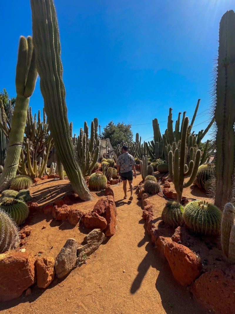 Cactus garden, South Plantation