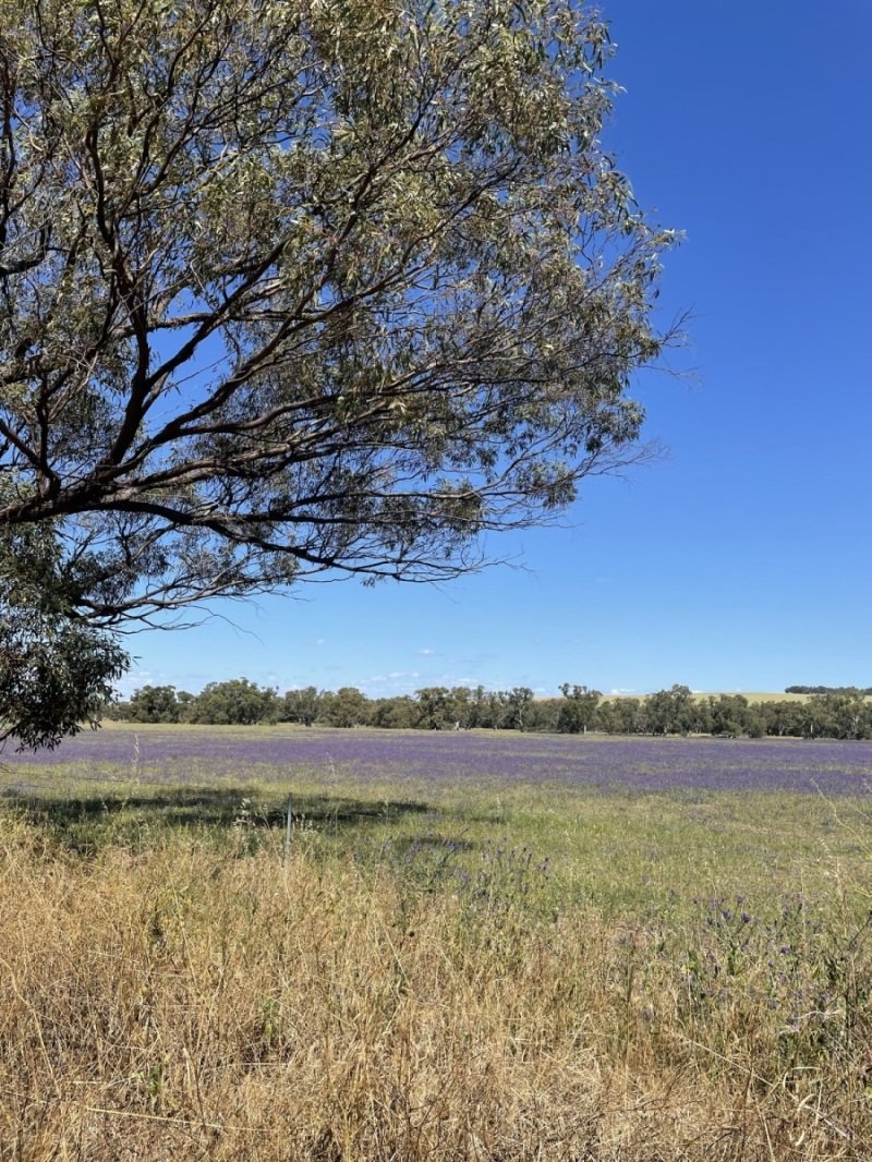 Purple field, watch out for bees