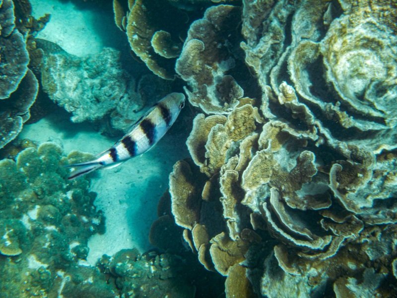 Coral Bay