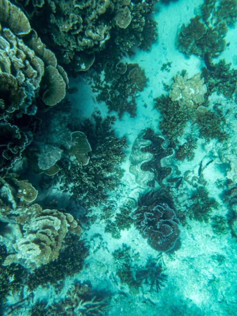 Coral Bay