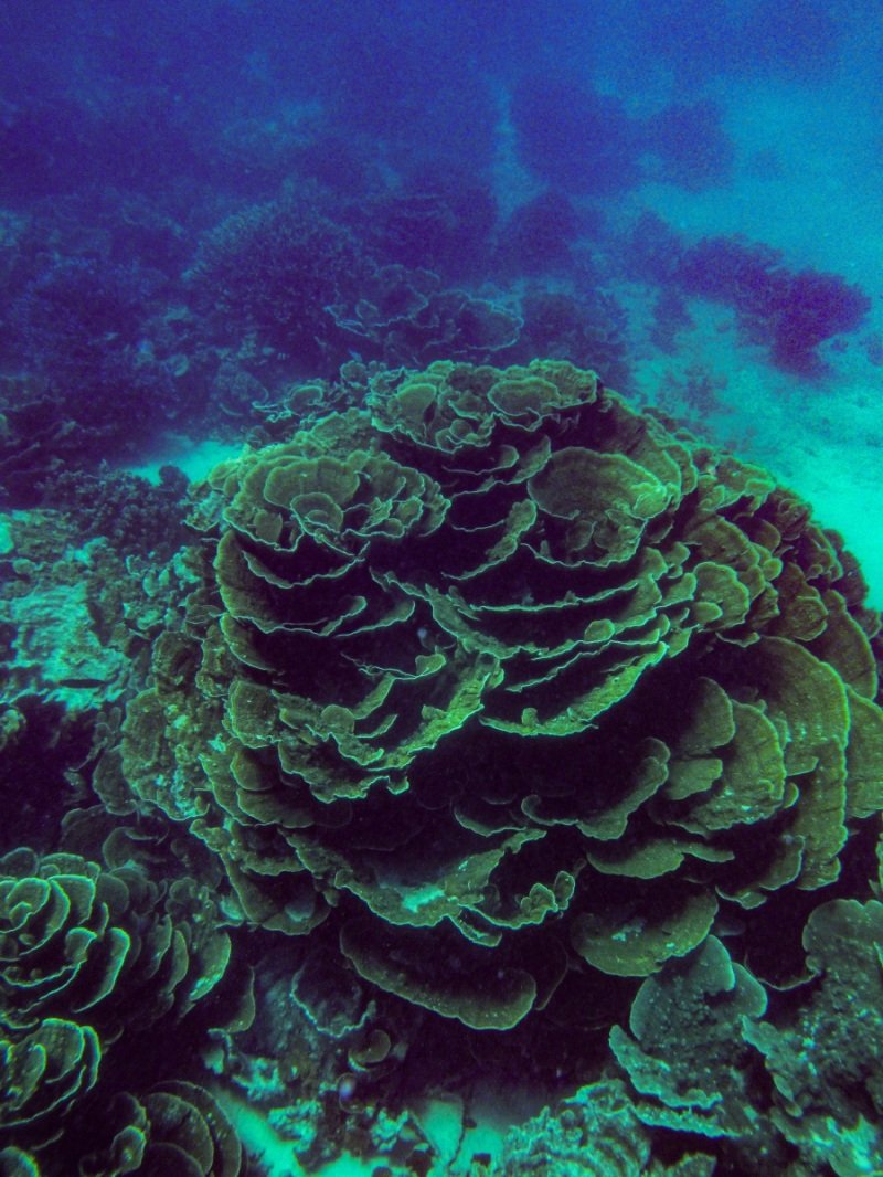 Coral Bay