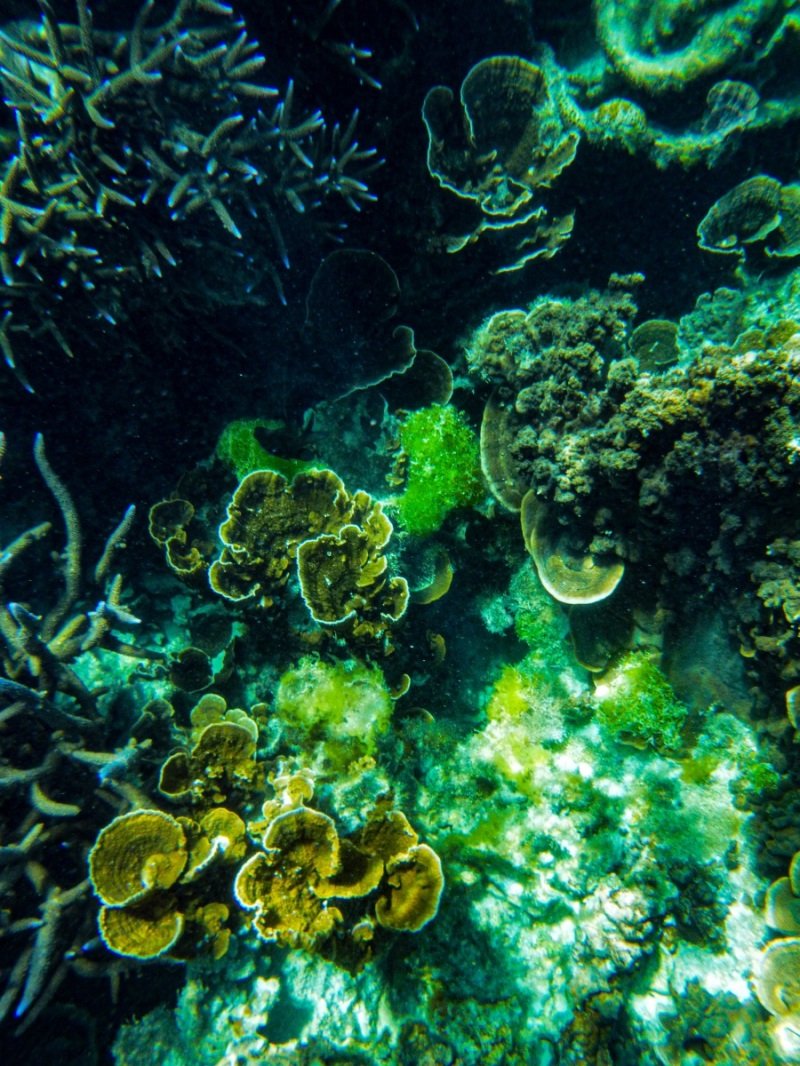Coral Bay