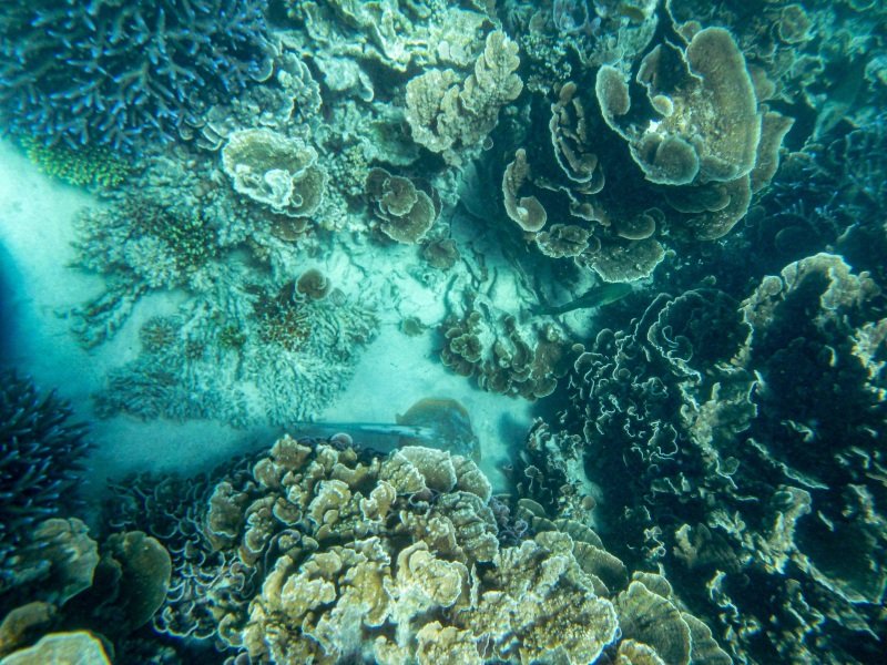 Coral Bay