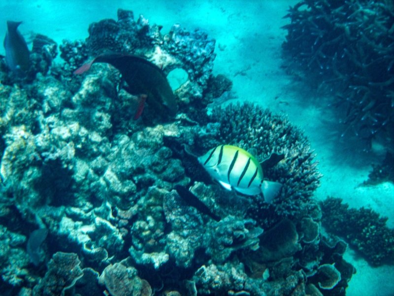 Coral Bay