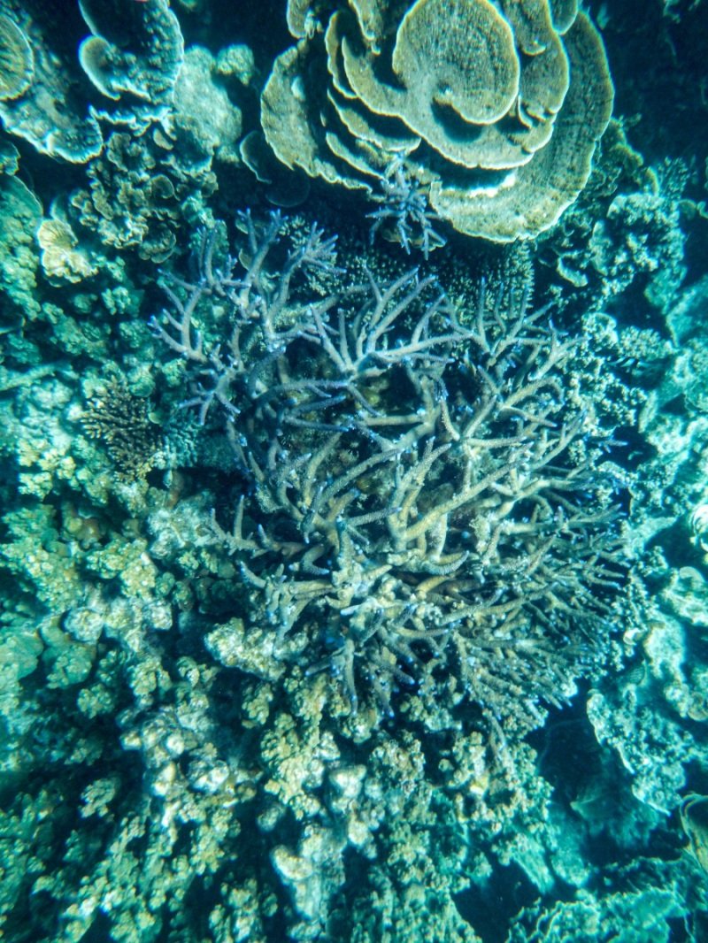 Coral Bay