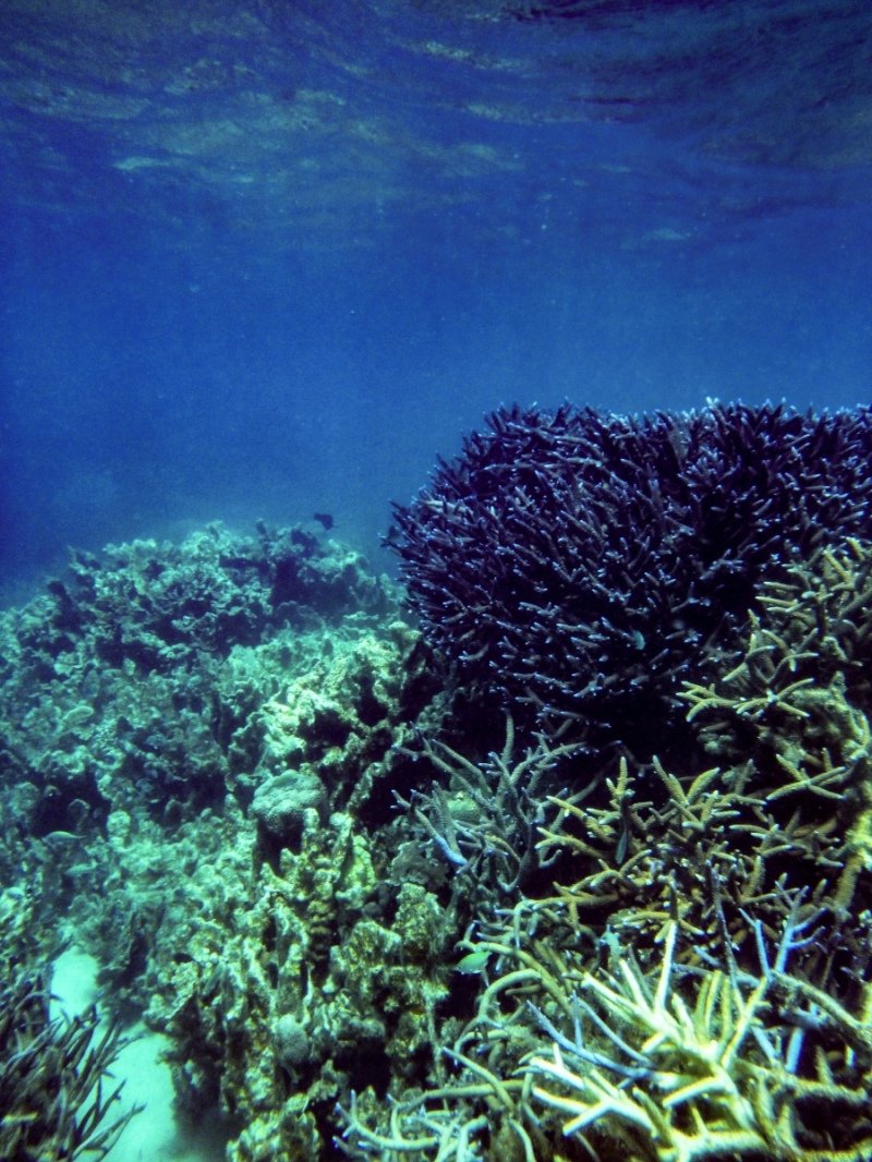 Coral Bay