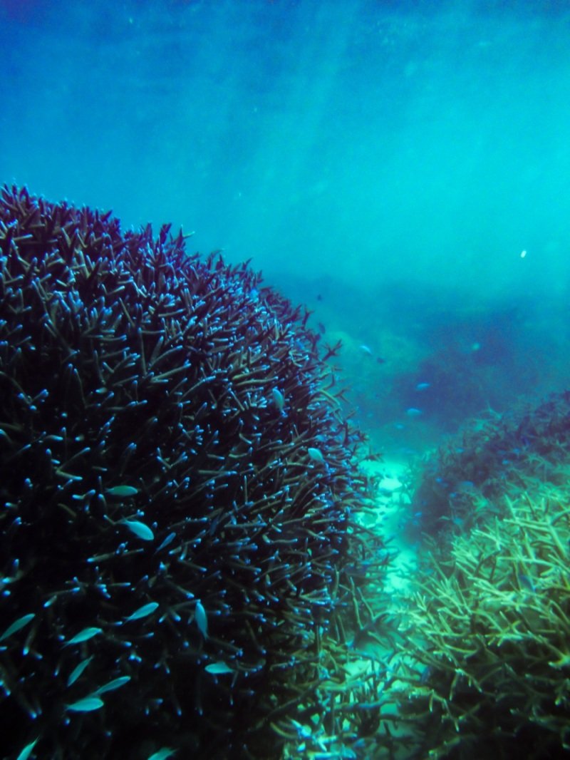 Coral Bay