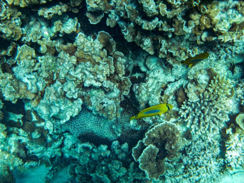 Coral Bay