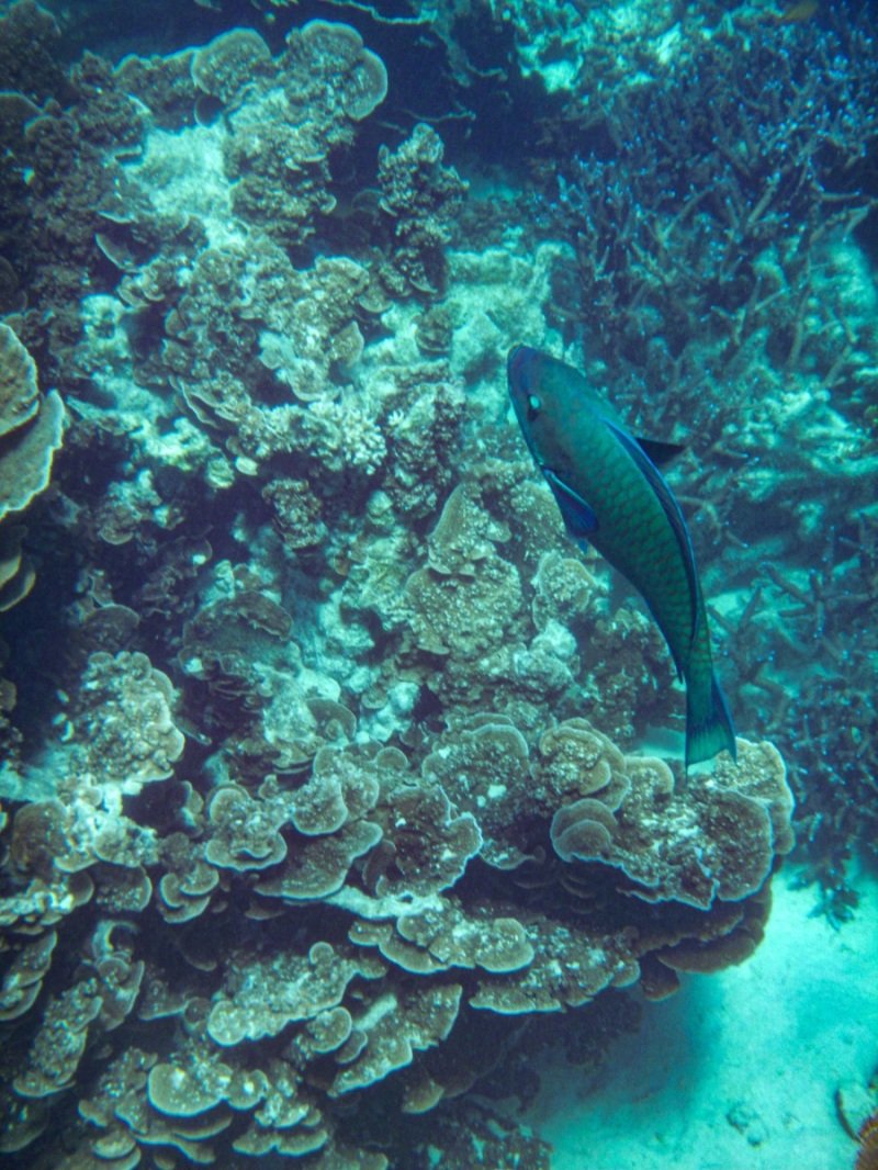 Coral Bay