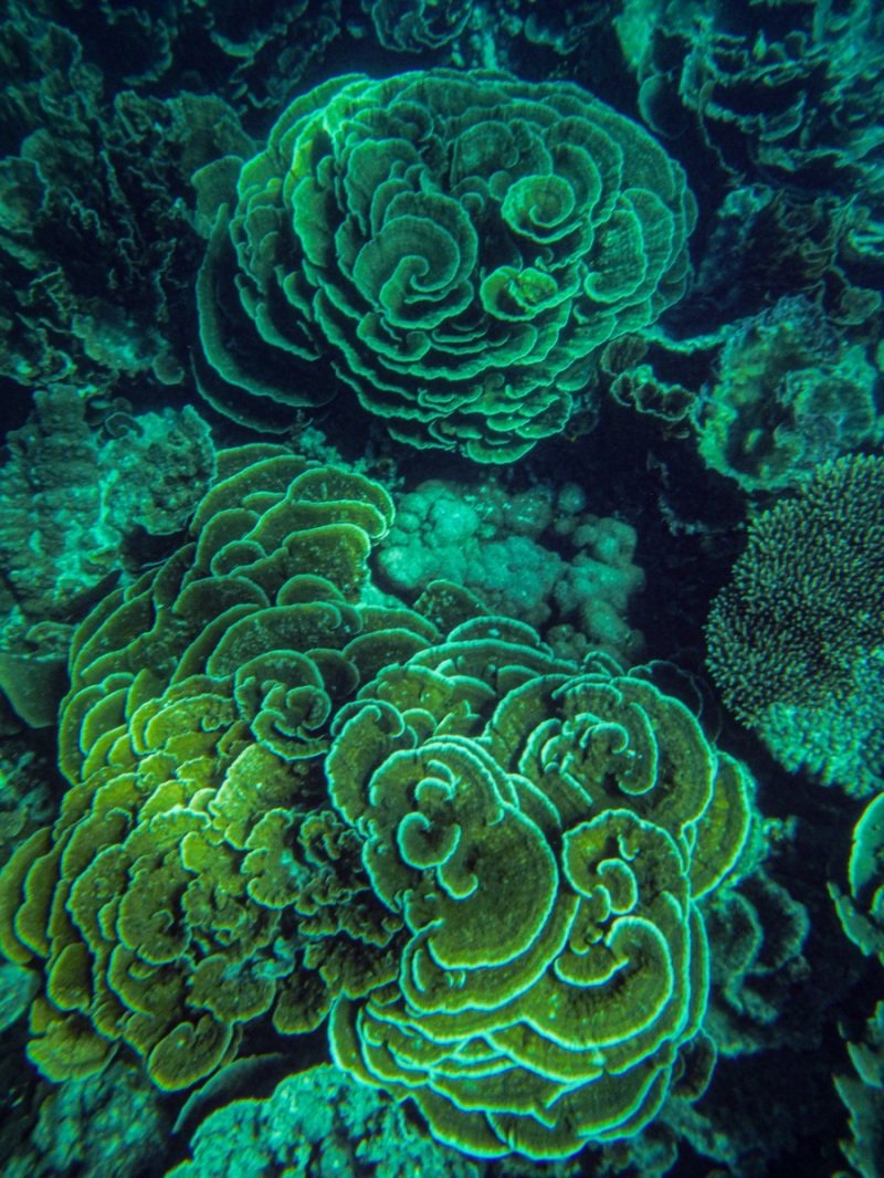Coral Bay