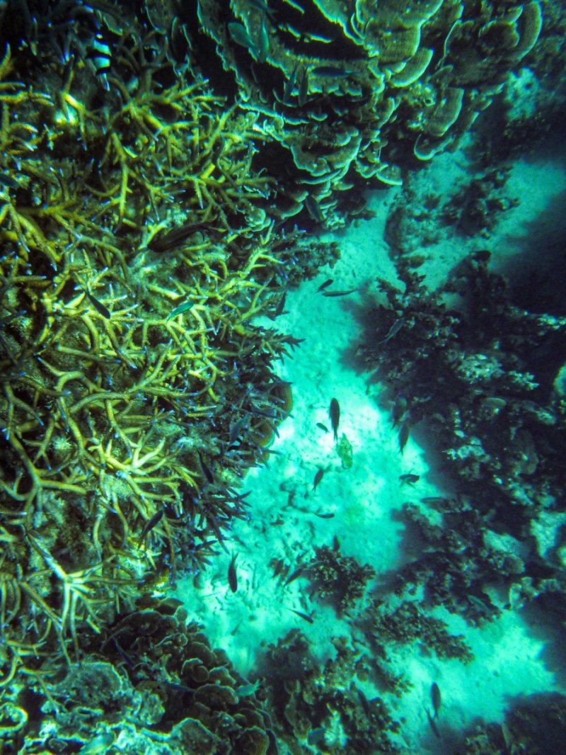 Coral Bay
