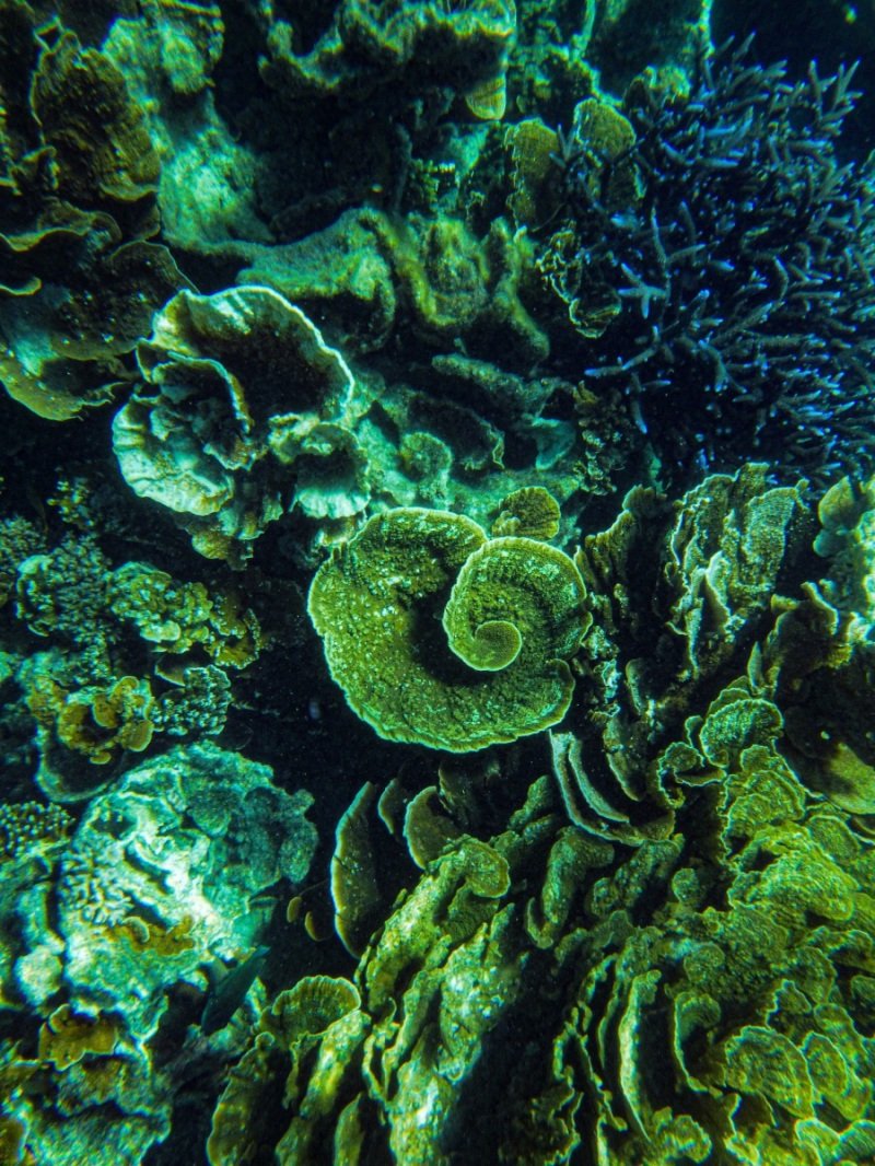 Coral Bay