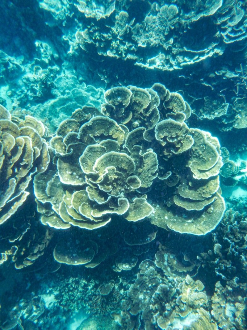Coral Bay
