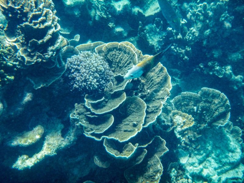 Coral Bay