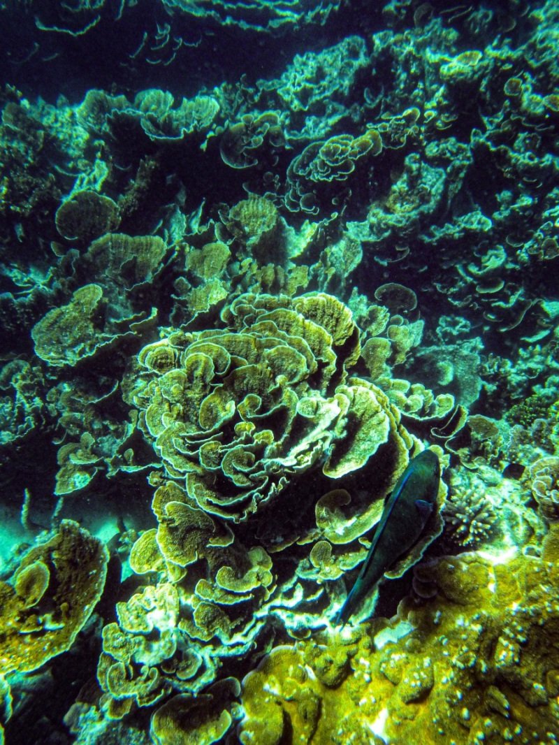 Coral Bay