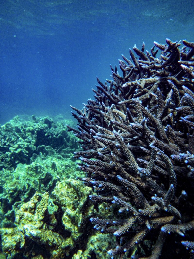 Coral Bay