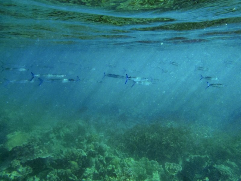Coral Bay