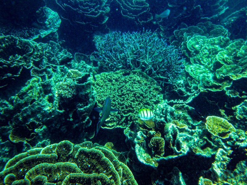 Coral Bay