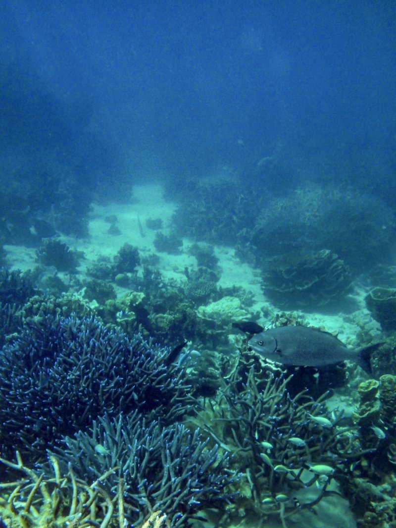 Coral Bay