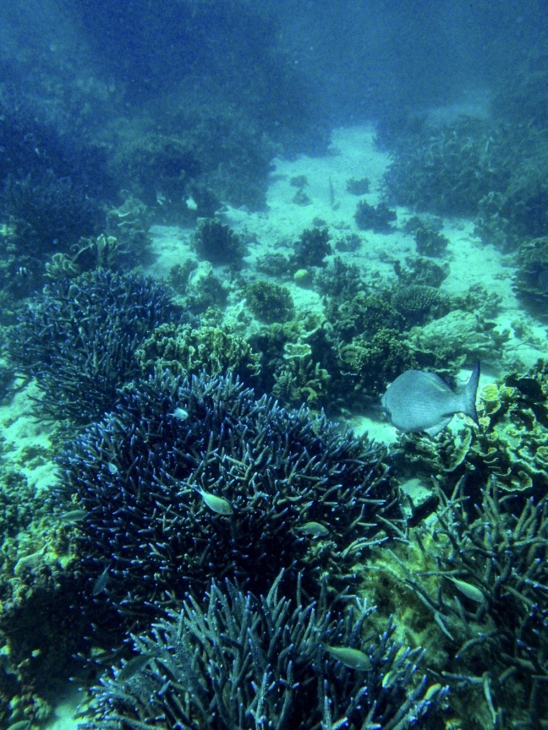 Coral Bay