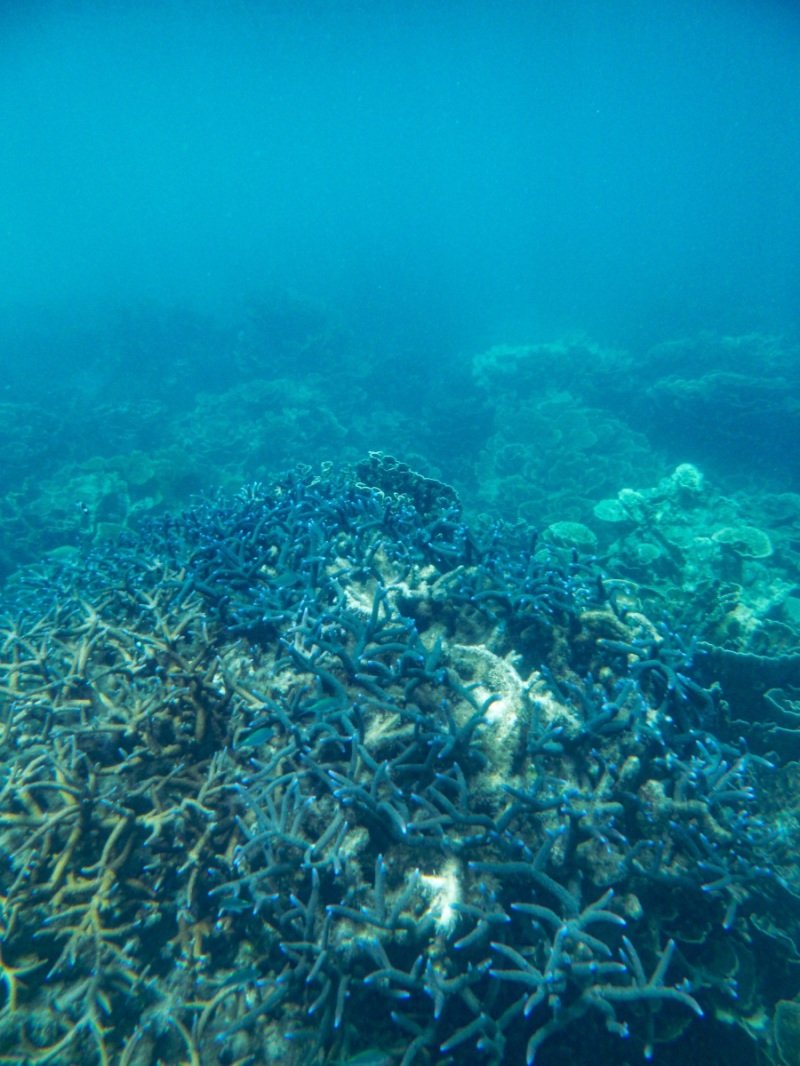Coral Bay