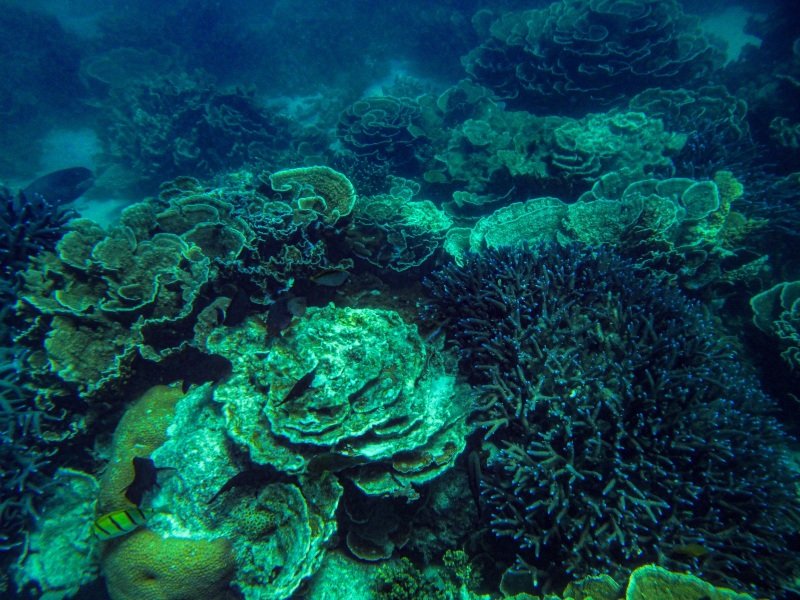 Coral Bay