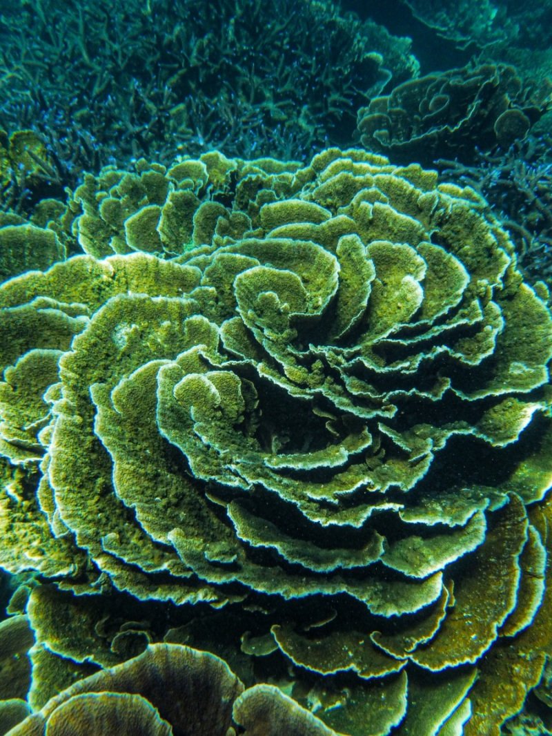 Coral Bay