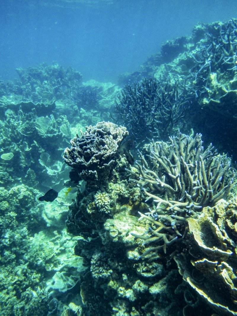 Coral Bay