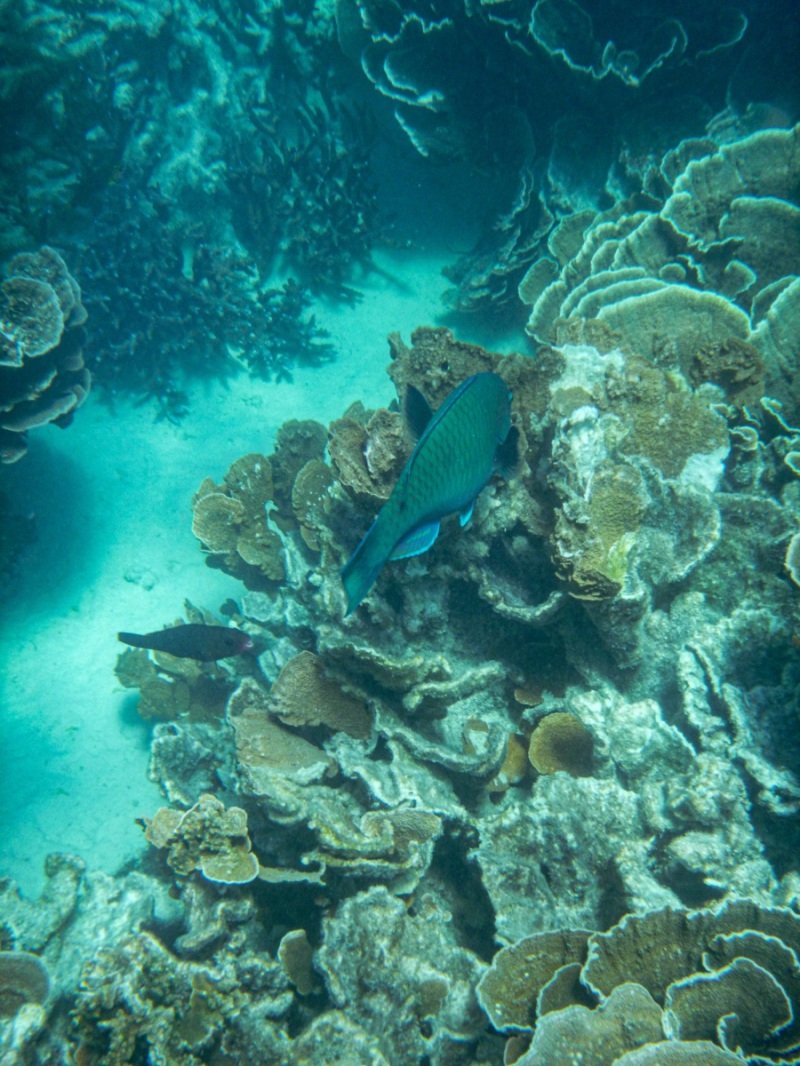 Coral Bay