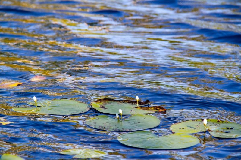 Sweetwater, Edith Falls